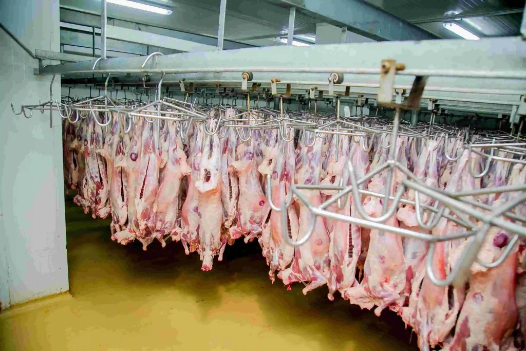 Juja Abattoir A Look Inside Kenya Modern Meat Processing Hub