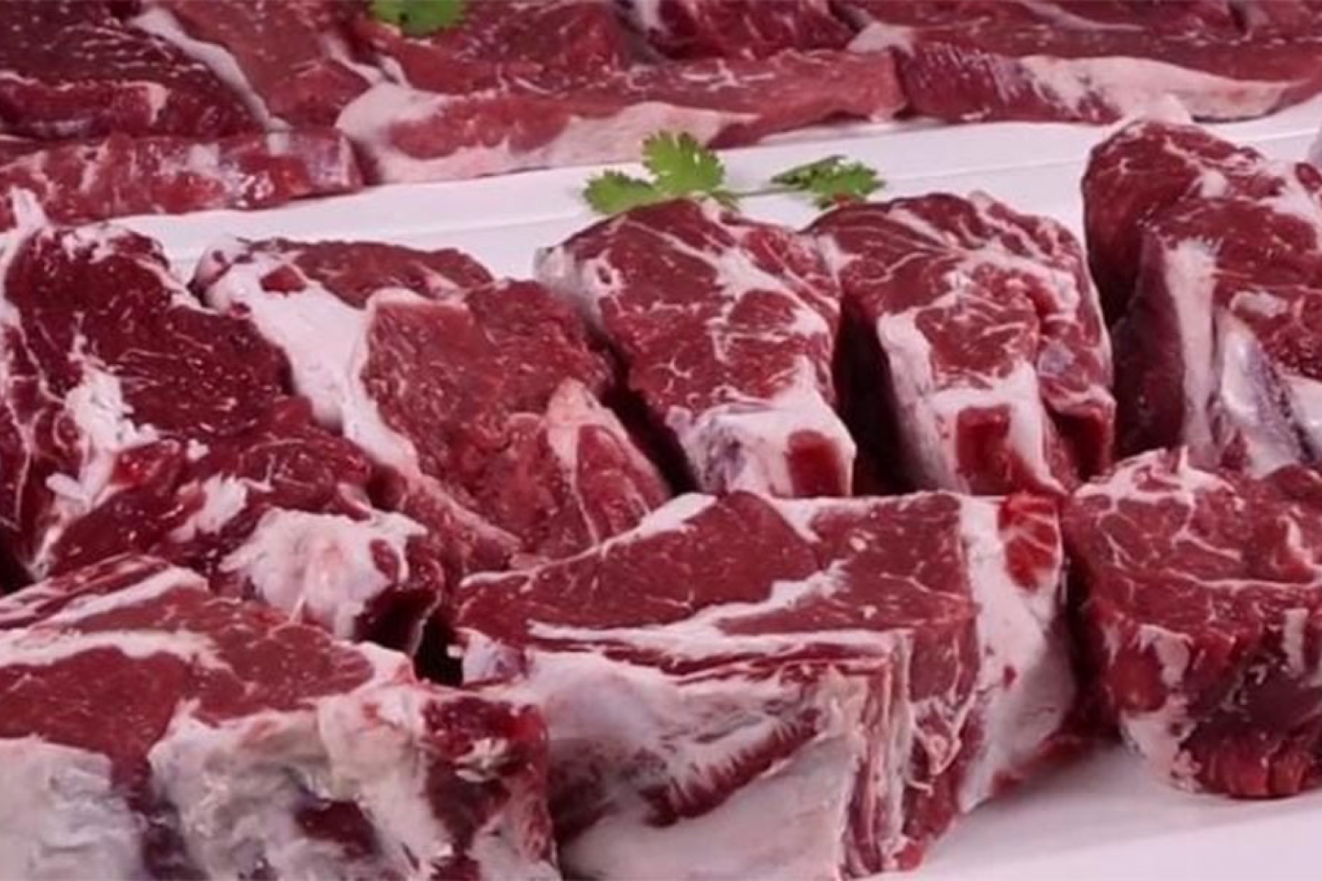 Camel Meat Supply from Kenya