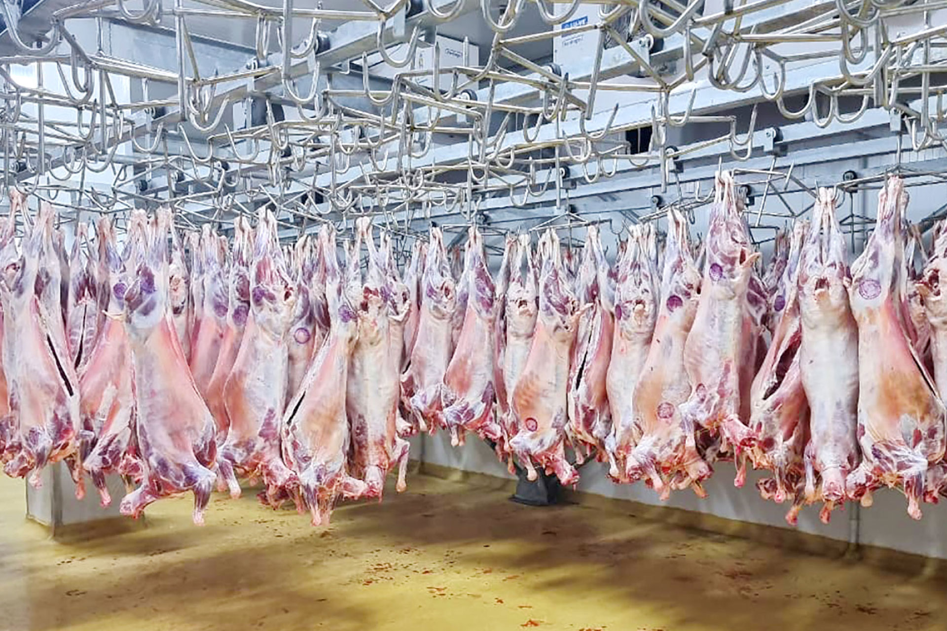 Lamb Meat Supply in Kenya