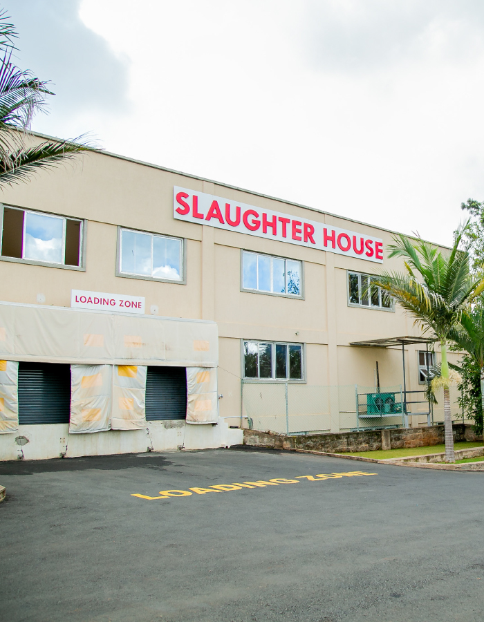 Juja Abattoir Juja International abattoir in Kenya Gallery
